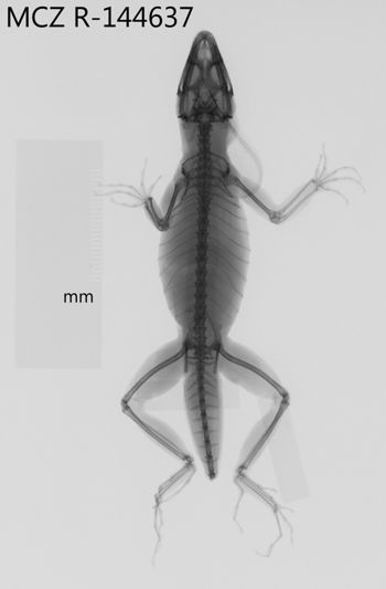 Media type: image;   Herpetology R-144637 Aspect: dorsoventral x-ray